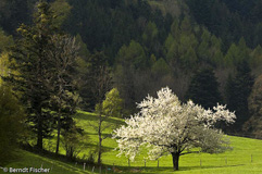 Kischbaum - Zum Vergroessern klicken!