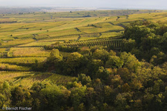 Weinberge - Zum Vergroessern klicken!
