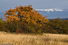 Bollenberg - Zum Vergroessern klicken!