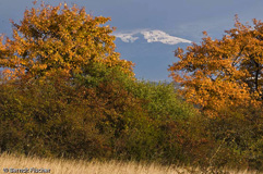 Bollenberg - Zum Vergroessern klicken!