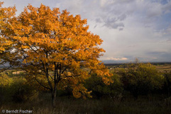 Bollenberg - Zum Vergroessern klicken!