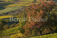 Weinberg Obstgarten  - Zum Vergroessern klicken!
