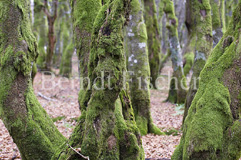 Vogesen - Zum Vergroessern klicken!