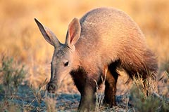 Erdferkel - Zum Vergroessern klicken!
