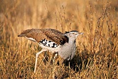 Riesentrappe - Zum Vergroessern klicken!