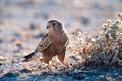Steppenfalke - Zum Vergroessern klicken!