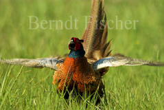 Fasan  - Zum Vergroessern klicken!