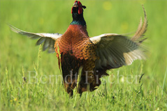 Fasan  - Zum Vergroessern klicken!