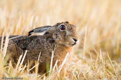 Feldhase  - Zum Vergroessern klicken!