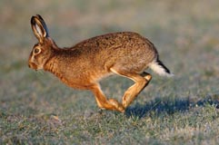 Feldhase - Zum Vergroessern klicken!