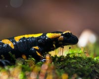 Feuersalamander - Zum Vergroessern klicken!