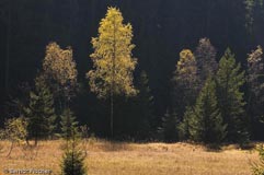 Fichtelgebirge  - Zum Vergroessern klicken!