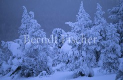 Tundra am Ruka - Zum Vergroessern klicken!