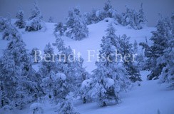 Tundra am Ruka - Zum Vergroessern klicken!