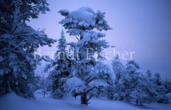 Tundra Riisitunturi - Zum Vergroessern klicken!