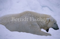 Eisbr ghnend - Zum Vergroessern klicken!