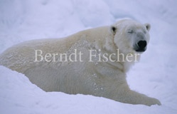 Eisbr - Zum Vergroessern klicken!