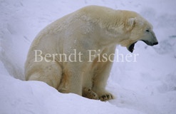 Eisbr ghnend - Zum Vergroessern klicken!
