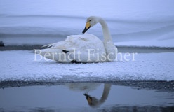 Singschwan an zugefrorenem Fluss - Zum Vergroessern klicken!