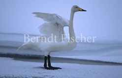 Singschwan an zugefrorenem Fluss - Zum Vergroessern klicken!