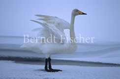 Singschwan an zugefrorenem Fluss - Zum Vergroessern klicken!