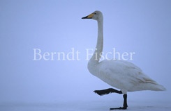 Singschwan gehend - Zum Vergroessern klicken!