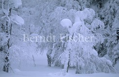 finnischer Winterwald - Zum Vergroessern klicken!