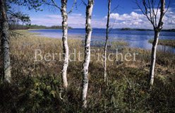 Birken am See - Zum Vergroessern klicken!
