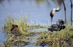 Kampfl�ufer M�nnchen Balzkleid Kranich - Zum Vergroessern klicken!