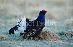 Birkhahn - Zum Vergroessern klicken!