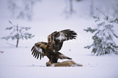 Steinadler mit Beute - Zum Vergroessern klicken!
