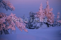 Sonnenaufgang Ruka - Zum Vergroessern klicken!