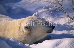 Eisb�r - Zum Vergroessern klicken!