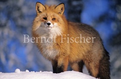 Rotfuchs - Zum Vergroessern klicken!