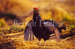 Birkhahn balzend - Zum Vergroessern klicken!