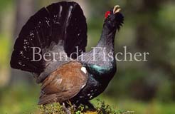 Auerhahn balzend - Zum Vergroessern klicken!