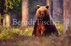 Braunbr sitzend - Zum Vergroessern klicken!