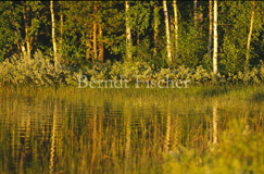 Mittsommernachtslicht See Wald Spiegelung - Zum Vergroessern klicken!