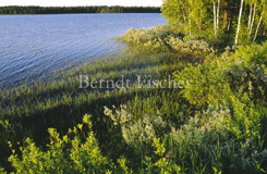 Mittsommernachtslicht See Wald - Zum Vergroessern klicken!