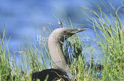 Prachttaucher - Zum Vergroessern klicken!