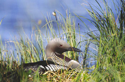 Prachttaucher brtend See Sumpf - Zum Vergroessern klicken!