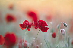 Klatschmohn - Zum Vergroessern klicken!