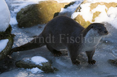 Fischotter  - Zum Vergroessern klicken!