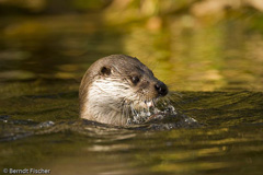 Fischotter - Zum Vergroessern klicken!