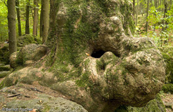 Druidenhain  - Zum Vergroessern klicken!