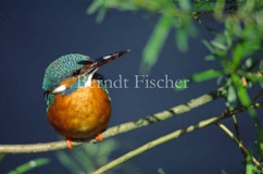 Eisvogel sitzend Weide  - Zum Vergroessern klicken!