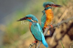 Eisvogel Paar sitzend Ast Ufer  - Zum Vergroessern klicken!