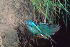 Eisvogel  fliegend Trkis schillernd - Zum Vergroessern klicken!