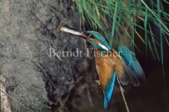 Eisvogel Beute Fisch fliegend T�rkis schillernd - Zum Vergroessern klicken!