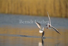 Lachmwe fliegend Weiher Schilf - Zum Vergroessern klicken!